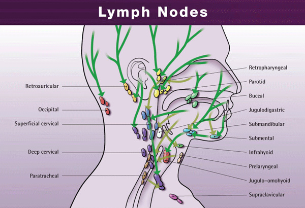 Locations Of Lymph Nodes In Face