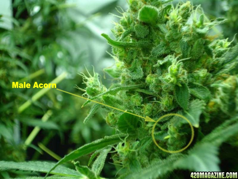 Male Cannabis Bud