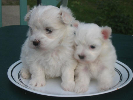 Maltese Puppies Pictures Cute