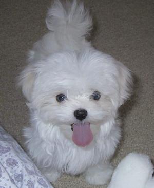 Maltese Puppies Pictures Cute