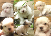 Maltese Shitzu Puppies For Sale Perth