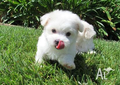 Maltese Shitzu Puppies For Sale Perth