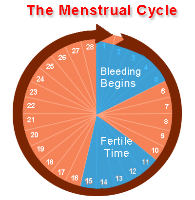 Menstrual Cycle Calculator To Avoid Pregnancy