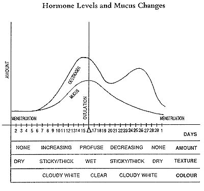 Menstrual Cycle Chart Fertility