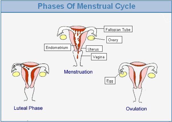 Menstrual Cycle Chart Hormones