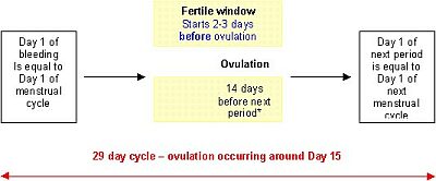 Menstrual Cycle Diagram Worksheet