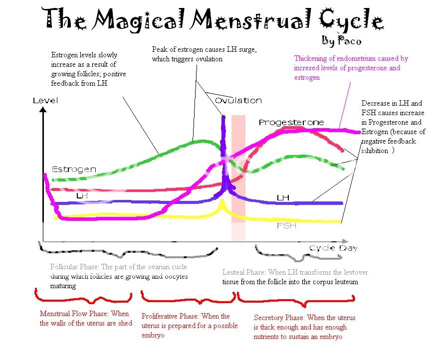 Menstrual Cycle Hormones Animation