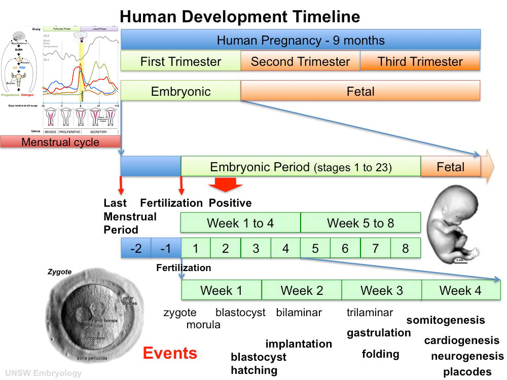 Menstrual Cycle Hormones Animation