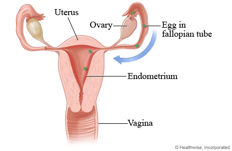 Menstrual Cycle Phases