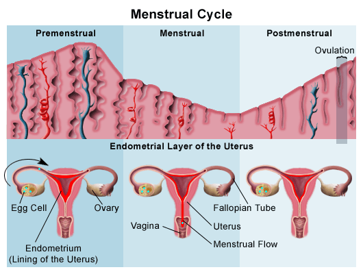 Menstrual Cycle Phases