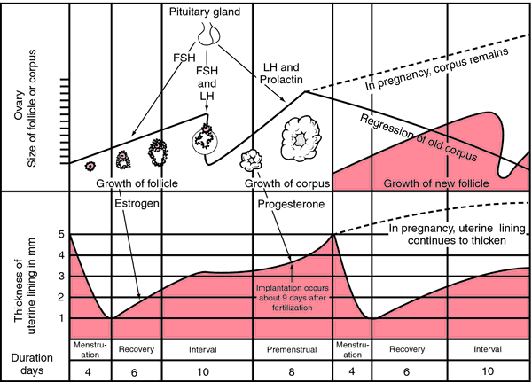 Menstrual Cycle Phases Discharge