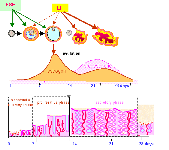 Menstrual Cycle Phases Pregnancy