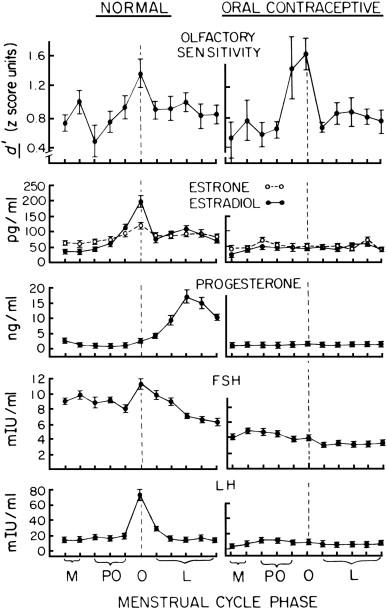 Menstrual Cycle Phases Pregnancy