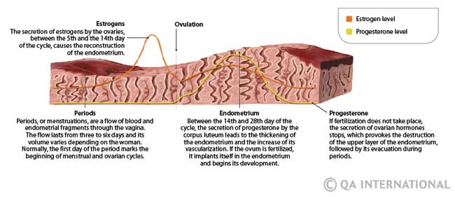 Menstrual Cycle Stages