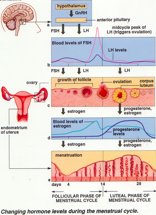 Menstrual Cycle Stages