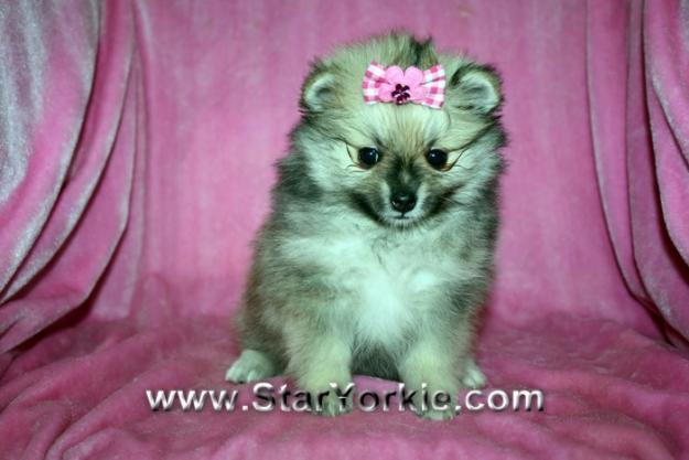 Micro Teacup Pomeranian Puppies For Sale Uk