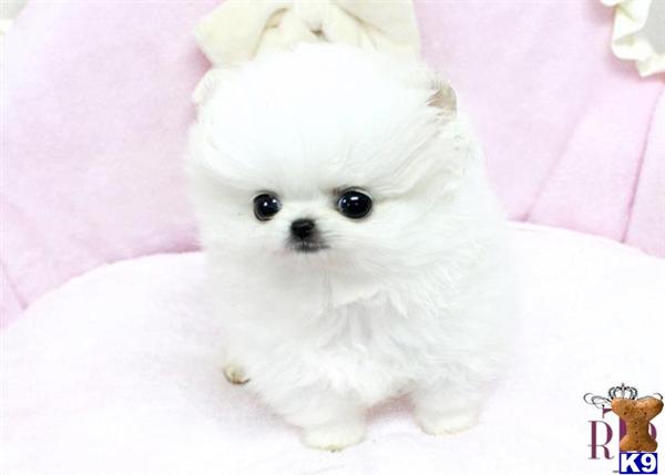 Micro Teacup Pomeranian Puppies For Sale Uk