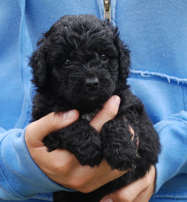 Miniature Labradoodle Puppies For Sale