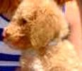 Miniature Labradoodle Puppies For Sale In Georgia