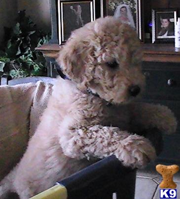 Miniature Labradoodle Puppies For Sale In Texas