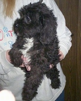 Miniature Labradoodle Puppies For Sale In Texas