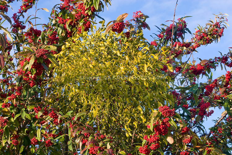 Mistletoe Plant Berries
