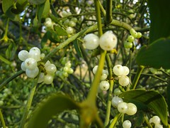 Mistletoe Plant Berries