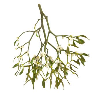 Mistletoe Plant Poison