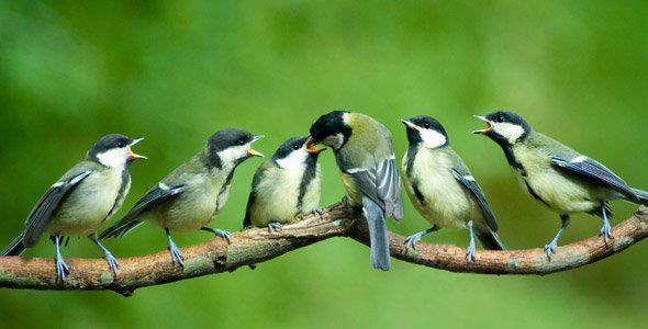 Mother Bird Feeding Baby Birds