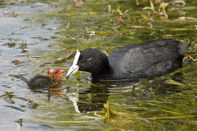 Mother Feeding Baby Birds