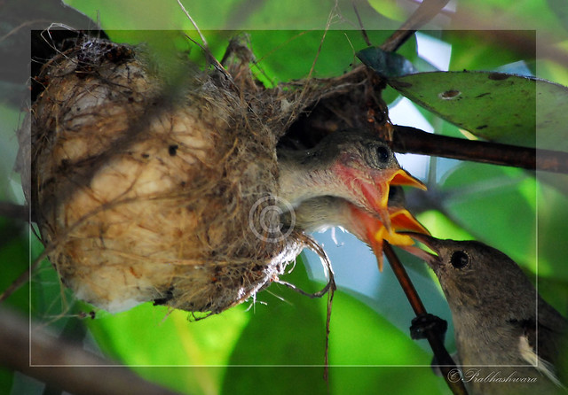 Mother Feeding Baby Birds