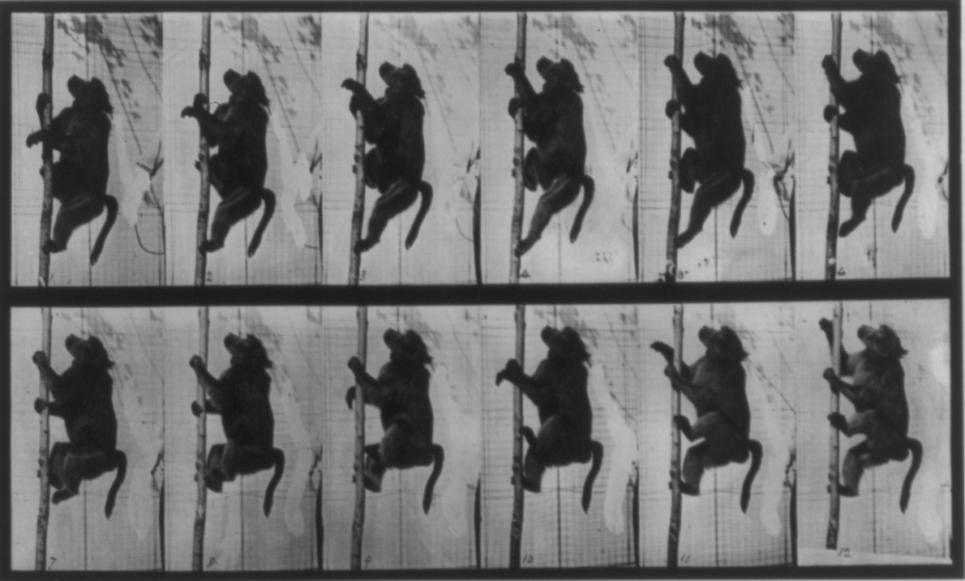 Muybridge