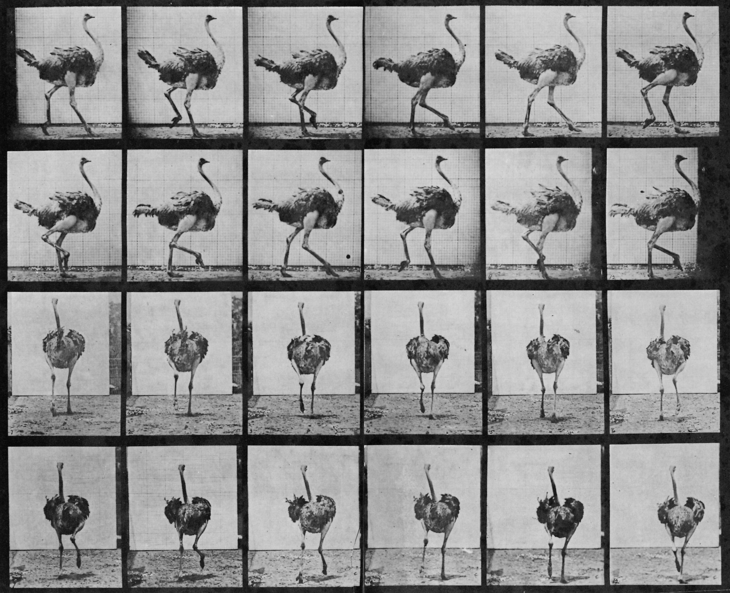 Muybridge