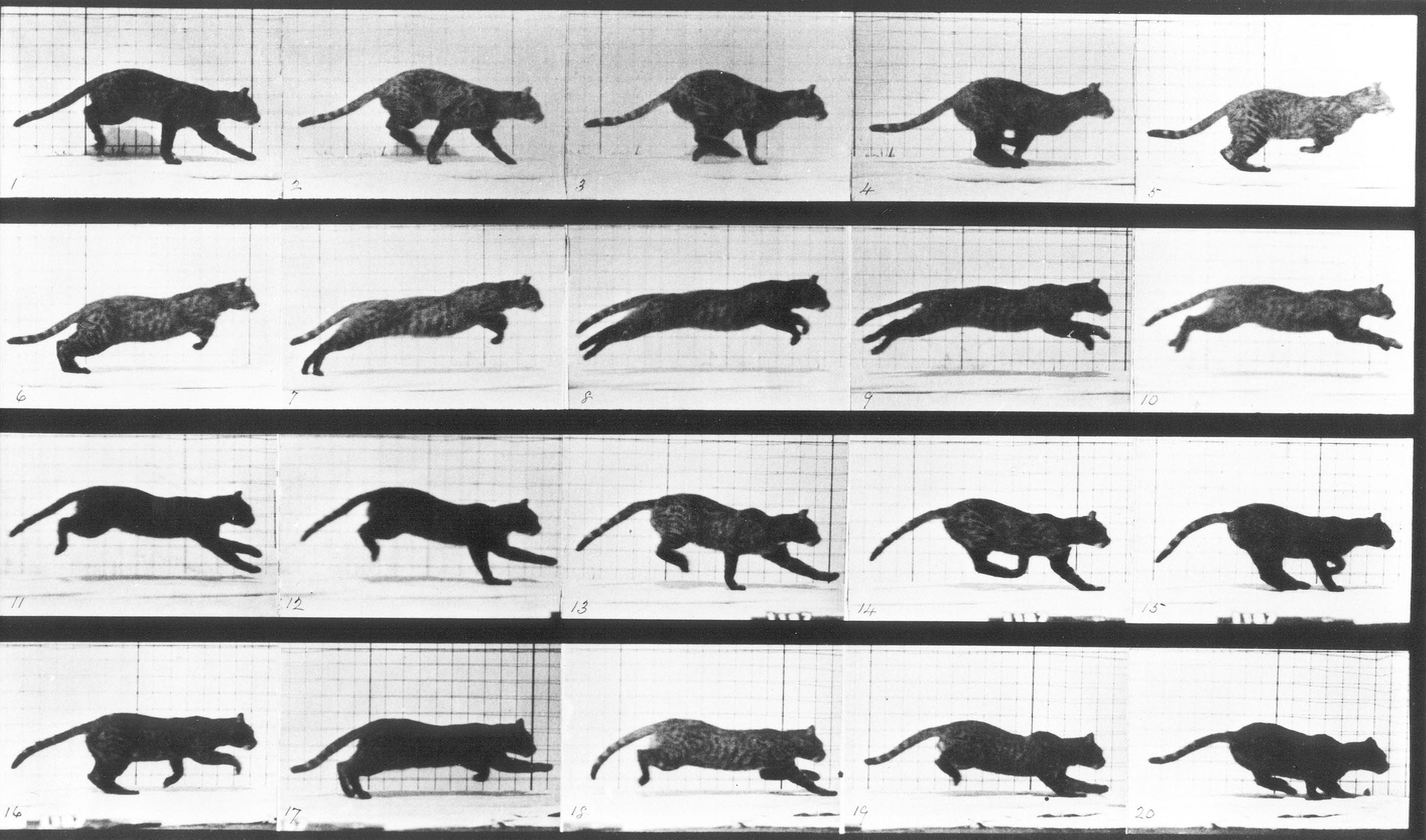 Muybridge