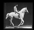 Muybridge Horse Gif