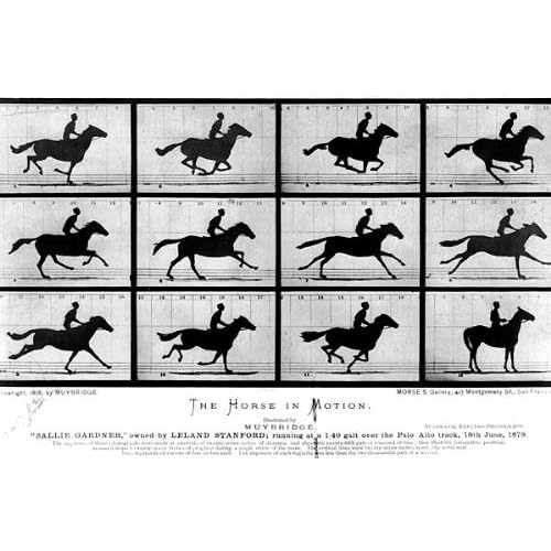 Muybridge Horse Poster