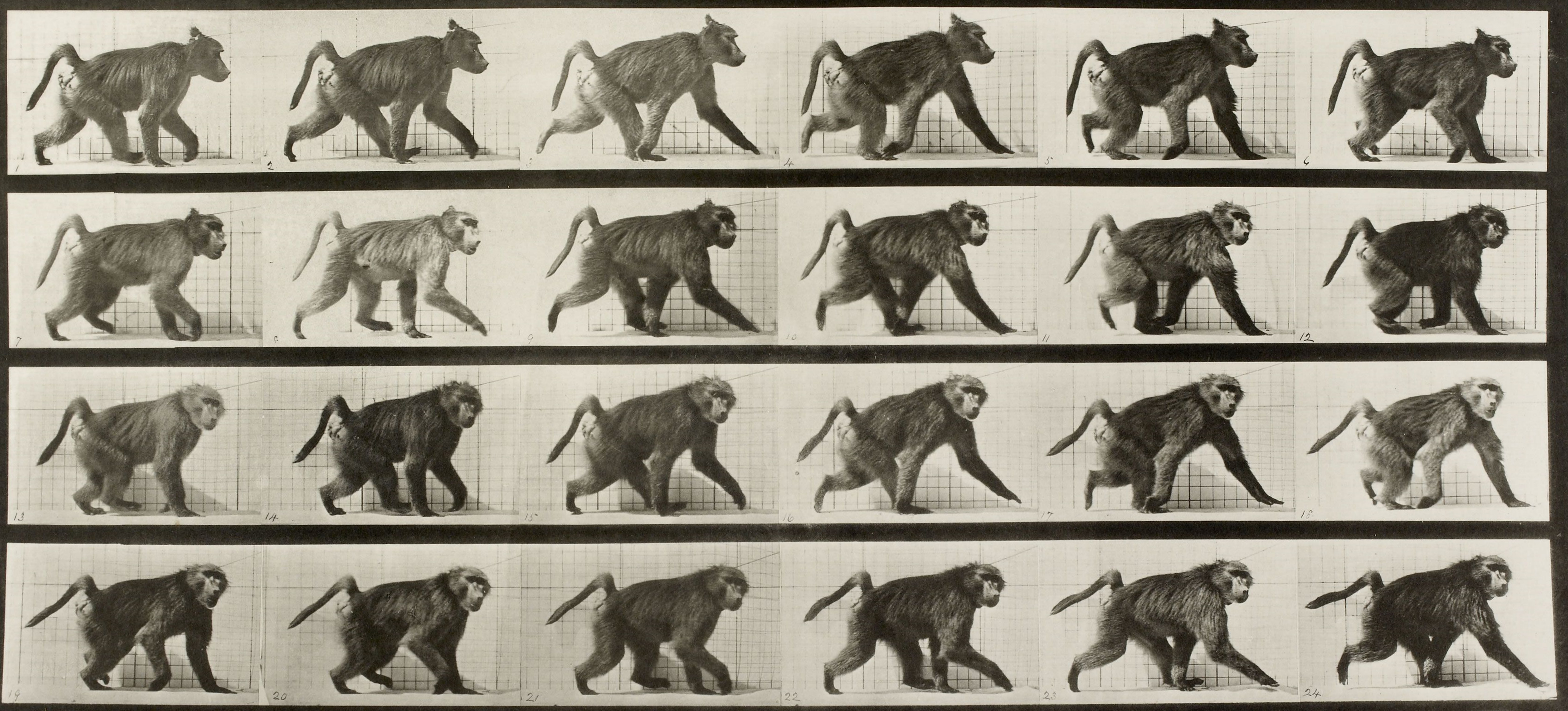 Muybridge Running