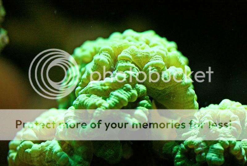 Neon Green Candy Cane Coral