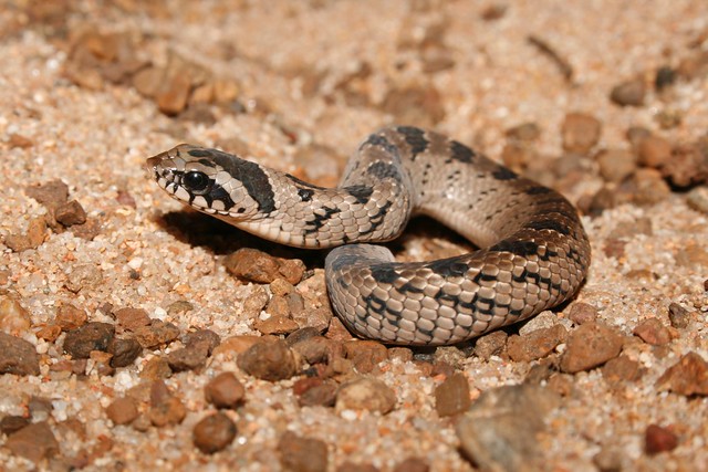 Night Adder Snake Pictures