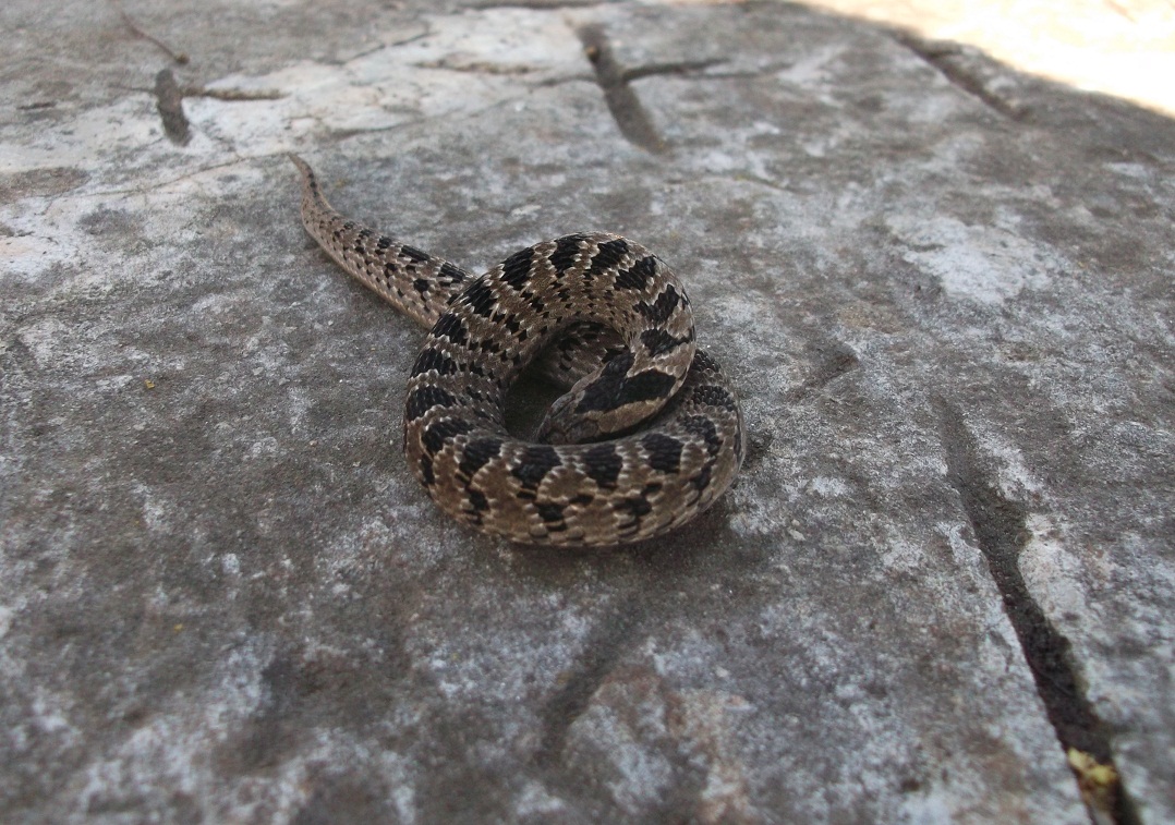 Night Adder Snake Pictures