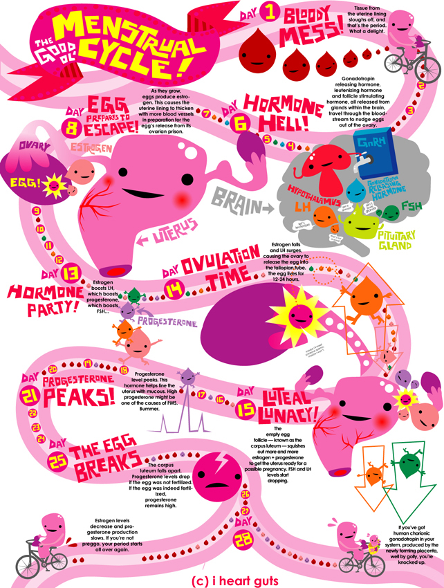 Normal Menstrual Cycle Chart