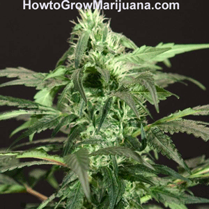 Outdoor Cannabis Seeds Feminized