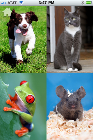 Pet Animals Pictures For Kids