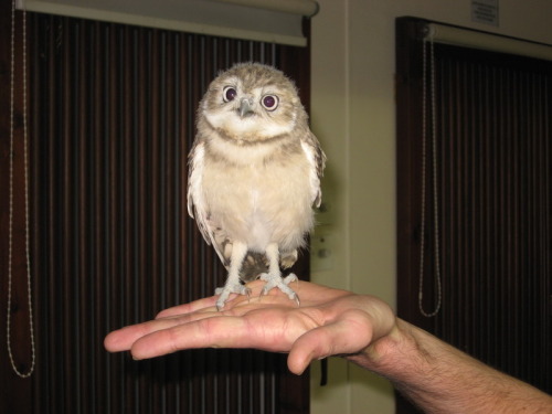 Phoneshop A Owl