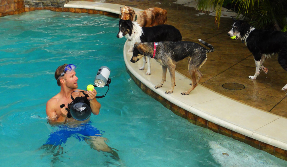 Photos Of Dogs Underwater Seth Casteel