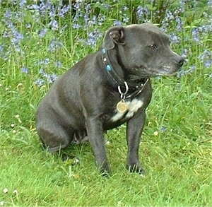 Pics Of Staffie Pups