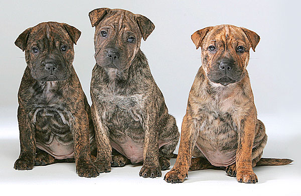 Pics Of Staffie Pups