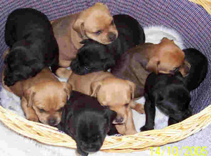 Pics Of Staffie Pups