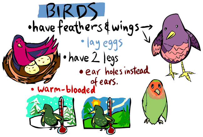 Pictures Of Animals And Birds For Kids