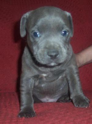 Pictures Of Blue Staffy Pups